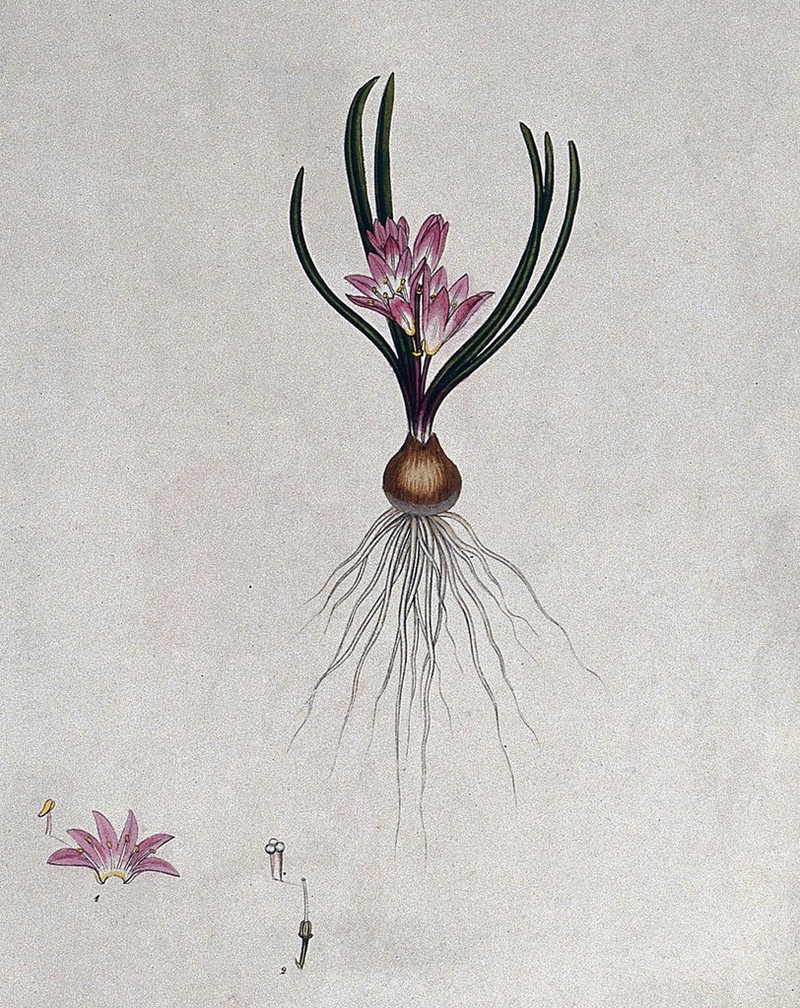 A plant (Hyacinthus corymbosus): entire flowering plant and floral segments. Coloured engraving, c. 1803, after H. Andrews., by Henry Cranke Andrews