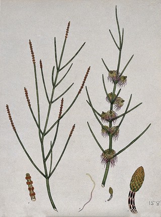 A sheoak or swamp oak (Casuarina stricta): flowering and fruiting stems. Coloured engraving, c. 1804, after H. Andrews.