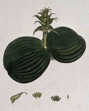 view A plant (Whiteheadia latifolia): flowering stem and floral segments. Coloured engraving, c. 1804, after H. Andrews.