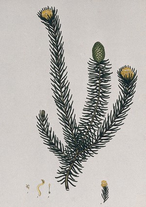 view A plant (Petrophila teretifolia): flowering and fruiting stem with floral segments. Coloured engraving, c. 1804, after H. Andrews.