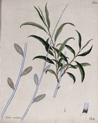 A willow (Salix violacea): leafy and flowering branches with floral segments. Coloured engraving, c. 1804, after H. Andrews.