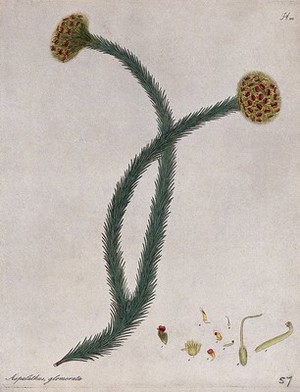 view A plant (Aspalathus glomerata): flowering stem with floral segments. Coloured engraving, c. 1804, after H. Andrews.