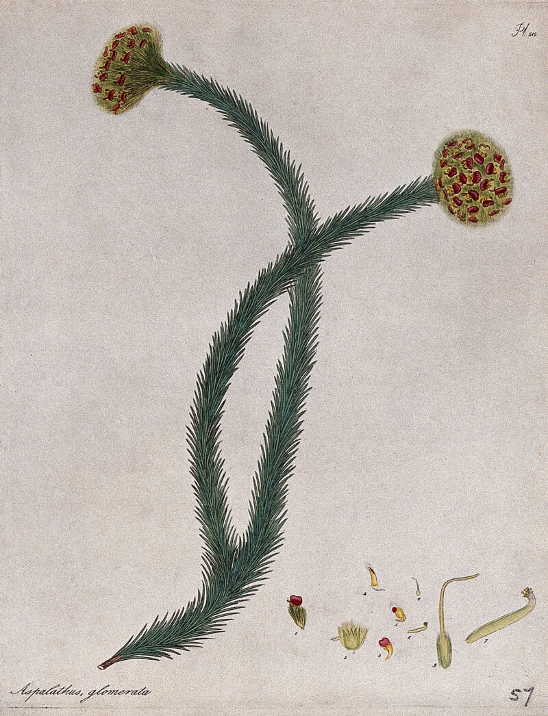 A plant (Aspalathus glomerata): flowering stem with floral segments. Coloured engraving, c. 1804, after H. Andrews., by Henry Cranke Andrews