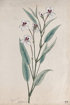 A pelargonium (Pelargonium glaucum): flowering stem. Coloured engraving, c. 1806, after H. Andrews.