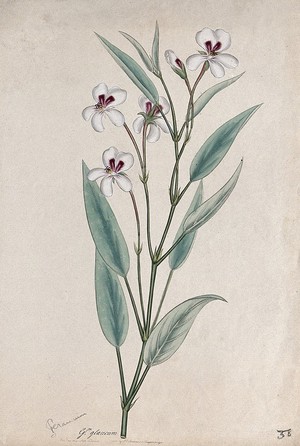 view A pelargonium (Pelargonium glaucum): flowering stem. Coloured engraving, c. 1806, after H. Andrews.