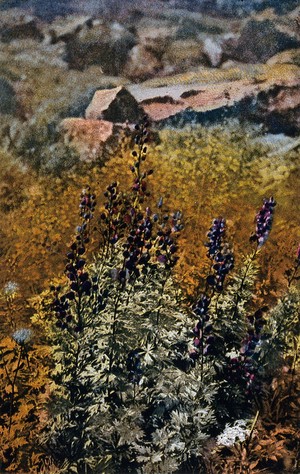 view Monkshood (Aconitum napellus): flowering plant. Colour process print, c. 1924.