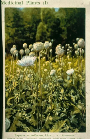 view Opium poppy (Papaver somniferum): flowering and fruiting plants. Colour process print, c. 1924.
