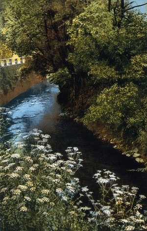 view Hemlock (Conium maculatum): flowering plants growing by a river. Colour process print, c. 1924.