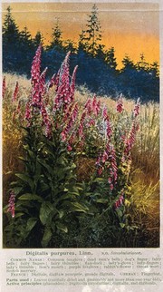 Foxgloves (Digitalis purpurea): flowering plants. Colour process print, c. 1924.