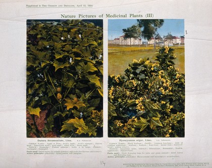 Two flowering plants: thorn-apple (Datura stramonium) on the left and henbane (Hyoscyamus niger) on the right. Colour process print, 1924.