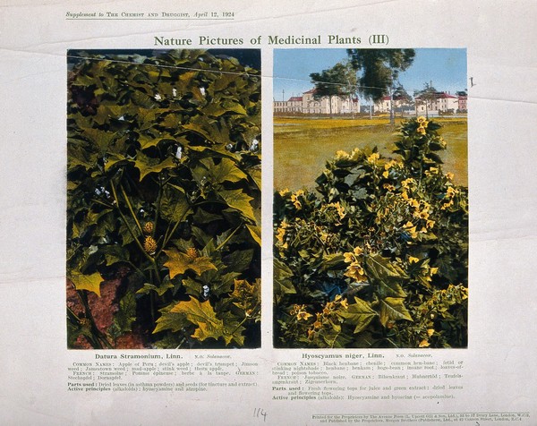 Datura | Wellcome Collection