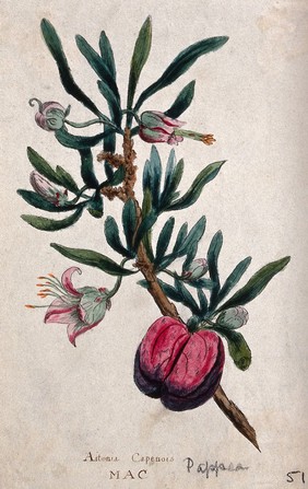 Wild plum (Pappea capensis): flowering and fruiting stem. Coloured engraving, c. 1792.