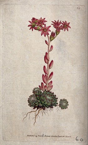 A houseleek (Sempervivum arachnoideum): flowering plant. Coloured engraving, c. 1788.