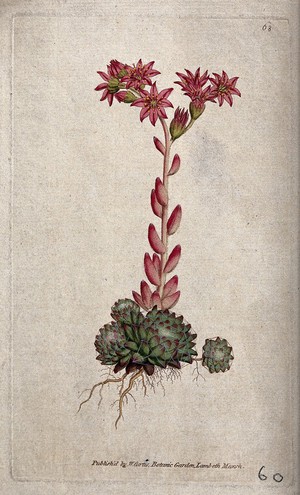 view A houseleek (Sempervivum arachnoideum): flowering plant. Coloured engraving, c. 1788.