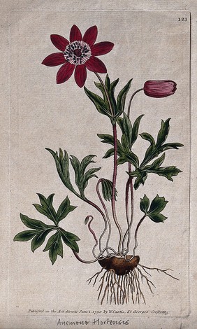 An anemone (Anemone hortensis): flowering plant. Coloured engraving, c. 1790.