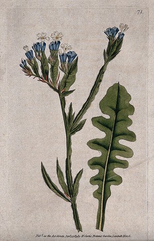 view Statice (Limonium sinuatum): flowering stem and leaf. Coloured engraving, c. 1789.