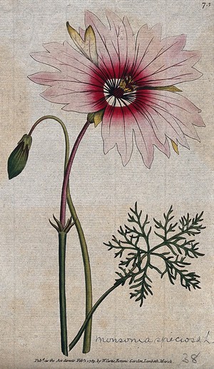 view A plant (Monsonia speciosa): flowering stem and leaf Coloured engraving, c. 1789.