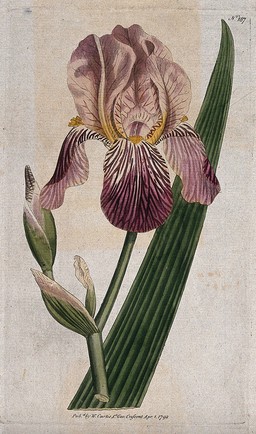 A purple iris (Iris sambucina): flower and leaf. Coloured engraving, c. 1792.