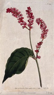 A plant (Polygonum orientale): flowering stem. Coloured engraving, c. 1792.