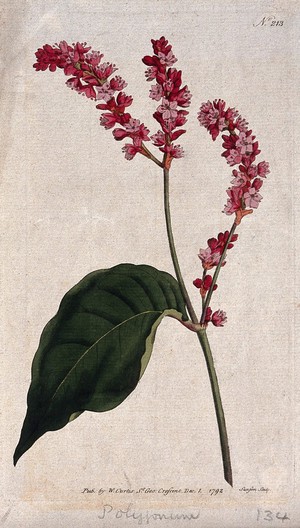 view A plant (Polygonum orientale): flowering stem. Coloured engraving, c. 1792.