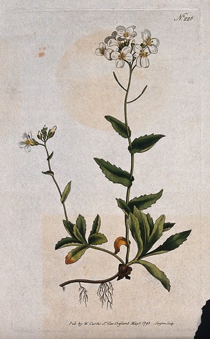 view Rock or wall cress (Arabis alpina): flowering stem. Coloured engraving by F. Sansom, c. 1793.