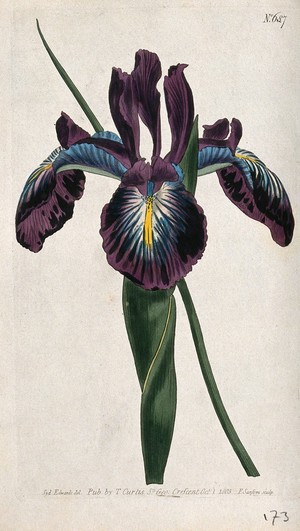 view An English iris (Iris latifolia): flower and leaf. Coloured engraving by F. Sansom, c. 1803, after S. Edwards.