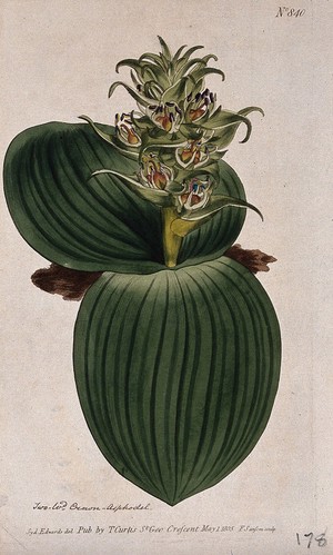 view A plant (Whiteheadia latifolia): flowering plant. Coloured engraving by F. Sansom, c. 1805, after S. Edwards.