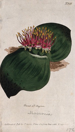 view Broad-leaved masson (Massonia sanguinea): flowering plant. Coloured engraving by F. Sansom, c. 1805, after S. Edwards.