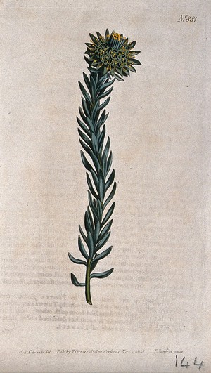 view A plant (Leucadendron fusciflorum): flowering stem. Coloured engraving by F. Sansom, c. 1805, after S. Edwards.