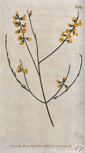 view A leguminous plant (Sphaerolobium vimineum): flowering stem. Coloured engraving by F. Sansom, c. 1806, after S. Edwards.