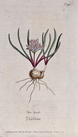 A plant (Hyacinthus corymbosus): flowering plant. Coloured engraving by F. Sansom, c. 1807, after S. Edwards.