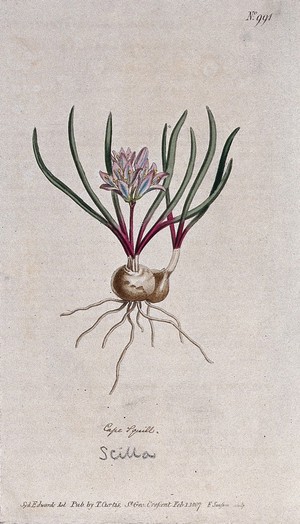 view A plant (Hyacinthus corymbosus): flowering plant. Coloured engraving by F. Sansom, c. 1807, after S. Edwards.