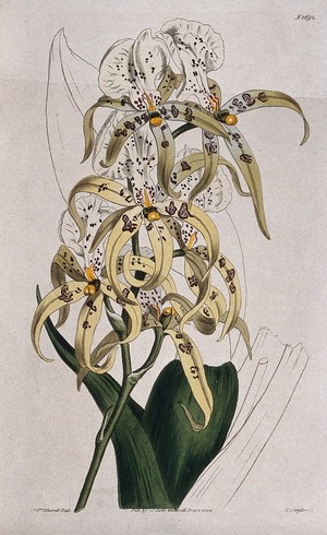 view An orchid (Brassia maculata): flowering stem and leaf. Coloured engraving by F. Sansom, c. 1814, after S. Edwards.