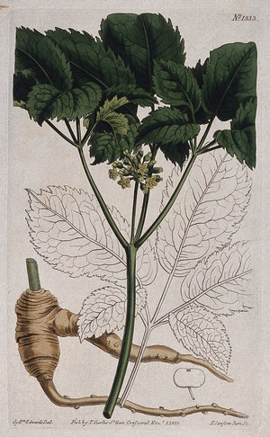 view American ginseng (Panax quinquefolius): flowering stem, root and leaf. Coloured engraving by F. Sansom, c. 1810, after S. Edwards.