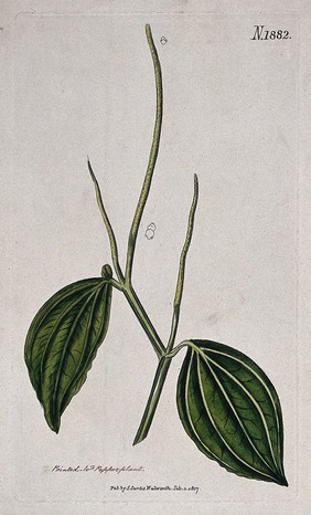 A plant (Peperomia acuminata): flowering stem. Coloured engraving, c. 1817.