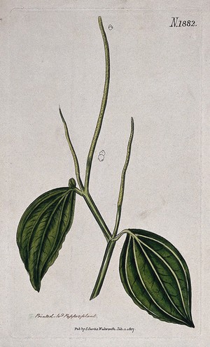 view A plant (Peperomia acuminata): flowering stem. Coloured engraving, c. 1817.