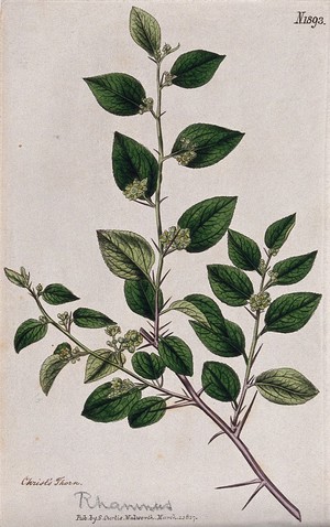 view Christ's thorn plant (Ziziphus spina-christi): flowering stem. Coloured engraving, c. 1817.