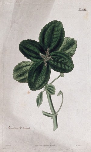 view Clearweed (Pilea pubescens): flowering stem. Coloured engraving by Weddell, c. 1824, after J. Curtis.