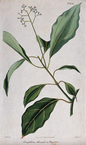 Camphor plant (Cinnamomum camphora): flowering stem. Coloured engraving by Weddell, c. 1826, after R. Greville.