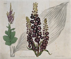 view A plant (Veratrum nigrum): flowering stems and leaf. Coloured engraving by F. Sansom, c. 1806, after S. Edwards.