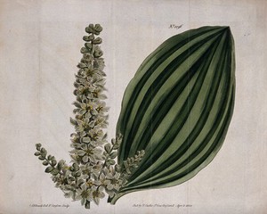 view A plant (Helonias viridis): flowering stem and leaf. Coloured engraving by F. Sansom, c. 1808, after S. Edwards.