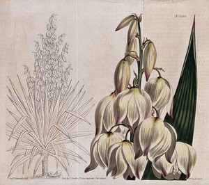 view A yucca plant (Yucca gloriosa): flowering stem and whole plant. Coloured engraving by F. Sansom, c. 1810, after S. Edwards.