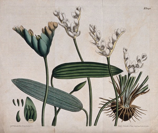 Cape pondweed or water hawthorn (Aponogeton distachyus): flowering and fruiting stems. Coloured engraving by F. Sansom, c. 1810, after S. Edwards.