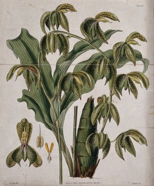 view A tropical orchid (Catasetum trifidum): flowering stem, leaf and floral segments. Coloured engraving by J. Swan, c. 1833, after W. Hooker.