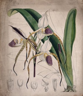 A lady's slipper orchid (Cypripedium species): flowering plant and floral segments. Coloured lithograph, c. 1862, after W. Fitch.