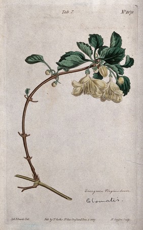 A clematis plant (Clematis cirrhosa): flowering stem. Coloured engraving by F. Sansom, c. 1807, after S. Edwards.