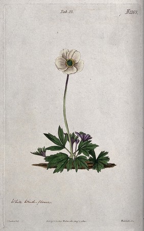 An anemone (Anemone alba): flowering plant. Coloured engraving by Weddell, c. 1820, after J. Curtis.