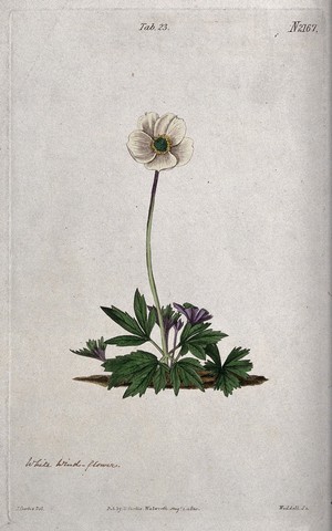 view An anemone (Anemone alba): flowering plant. Coloured engraving by Weddell, c. 1820, after J. Curtis.