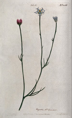view A plant (Nigella nigellastrum): flowering stem. Coloured engraving by F. Sansom, c. 1810, after S. Edwards.