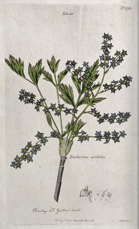 Yellow root plant (Xanthorhiza apiifolia): flowering stem and floral segments. Coloured engraving by H. Weddell, c. 1815.